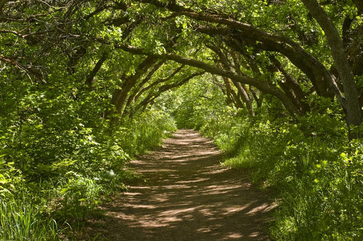 Forest Trail Wall Decal