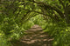 Forest Trail Wall Decal