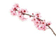 Cherry Blossoms Wall Decal