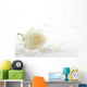 White rose with petals close-up Wall Mural