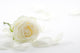 White Rose With Petals Close-Up Wall Decal