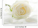White rose with petals close-up Wall Mural
