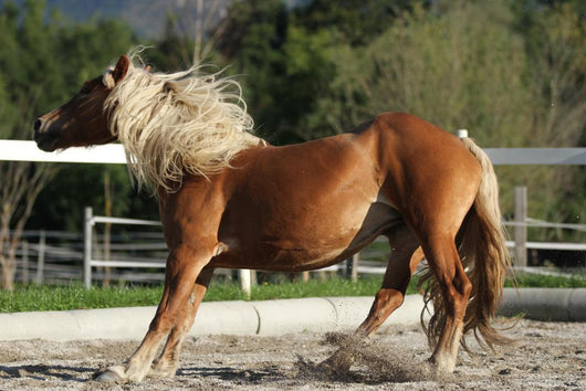 Dynamic Breaking Horse Wall Decal