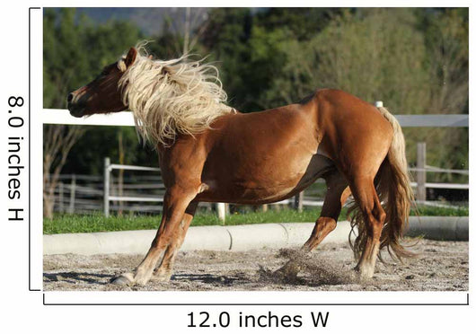Dynamic Breaking Horse Wall Mural