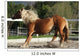 Dynamic Breaking Horse Wall Mural