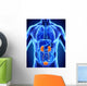 Human Kidneys Anatomy Wall Mural