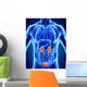 Human Kidneys Anatomy Wall Mural