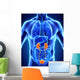 Human Kidneys Anatomy Wall Mural