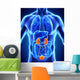 Human Kidneys Anatomy Wall Mural