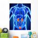 Human Kidneys Anatomy Wall Mural