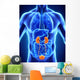 Human Kidneys Anatomy Wall Mural