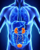 Human Kidneys Anatomy Wall Decal