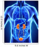 Human Kidneys Anatomy Wall Mural