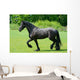 Frisian Wall Decal