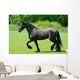 Frisian Wall Decal