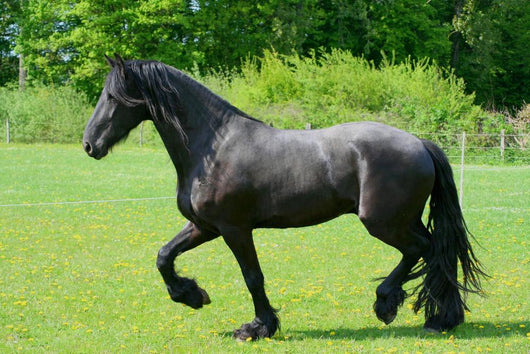 Frisian Wall Decal