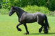 Frisian Wall Decal