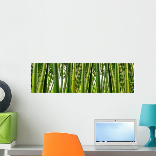 Sunlght peaks through dense bamboo Wall Mural