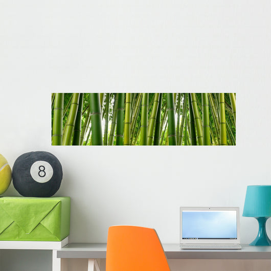 Sunlght peaks through dense bamboo Wall Mural