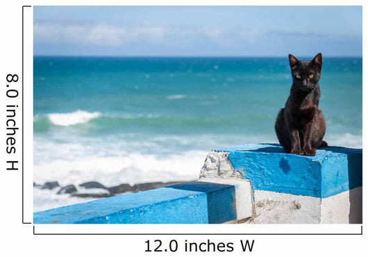 Portuguese Black cat Wall Mural