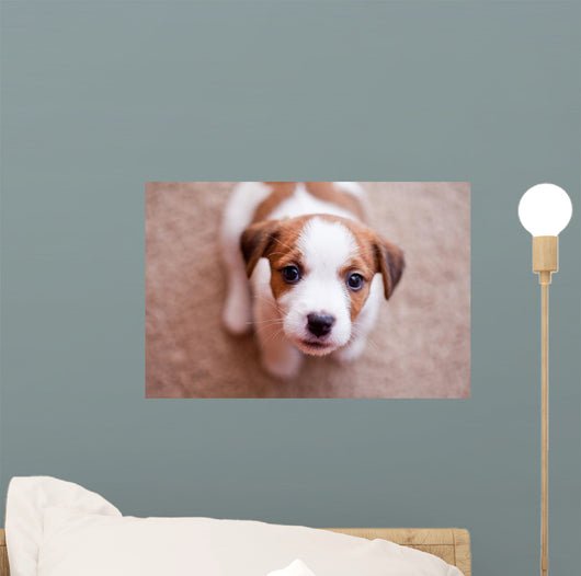 Puppy Jack Russell Terrier Wall Decal 2