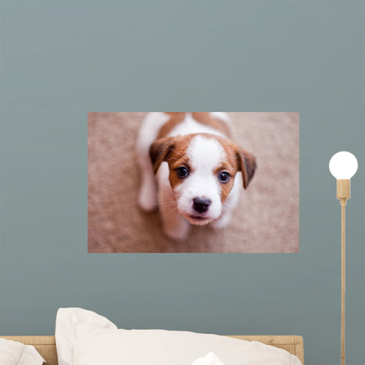 puppy Jack Russell Terrier Wall Mural