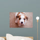 puppy Jack Russell Terrier Wall Mural