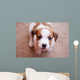 puppy Jack Russell Terrier Wall Mural