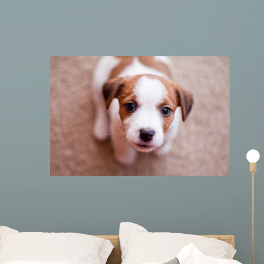 puppy Jack Russell Terrier Wall Mural