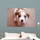 puppy Jack Russell Terrier Wall Mural