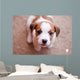 puppy Jack Russell Terrier Wall Mural