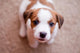 Puppy Jack Russell Terrier Wall Decal 2
