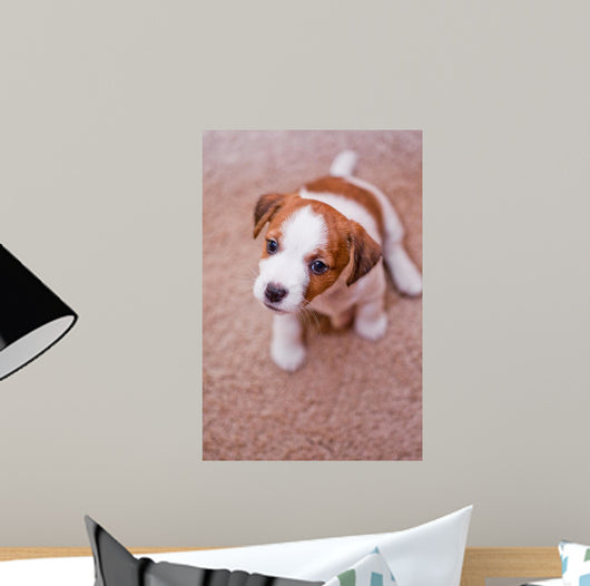 Puppy Jack Russell Terrier Wall Decal