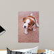puppy Jack Russell Terrier Wall Mural