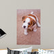 puppy Jack Russell Terrier Wall Mural