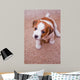 puppy Jack Russell Terrier Wall Mural