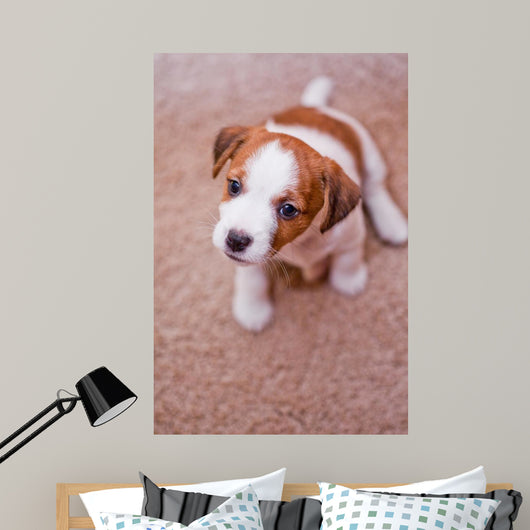 puppy Jack Russell Terrier Wall Mural