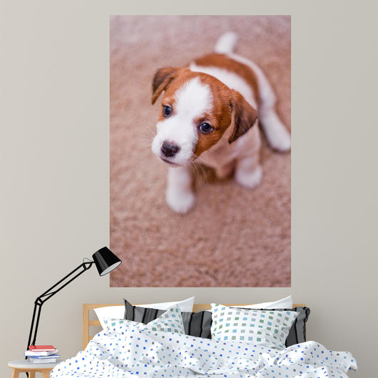puppy Jack Russell Terrier Wall Mural