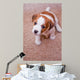 puppy Jack Russell Terrier Wall Mural