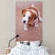 puppy Jack Russell Terrier Wall Mural