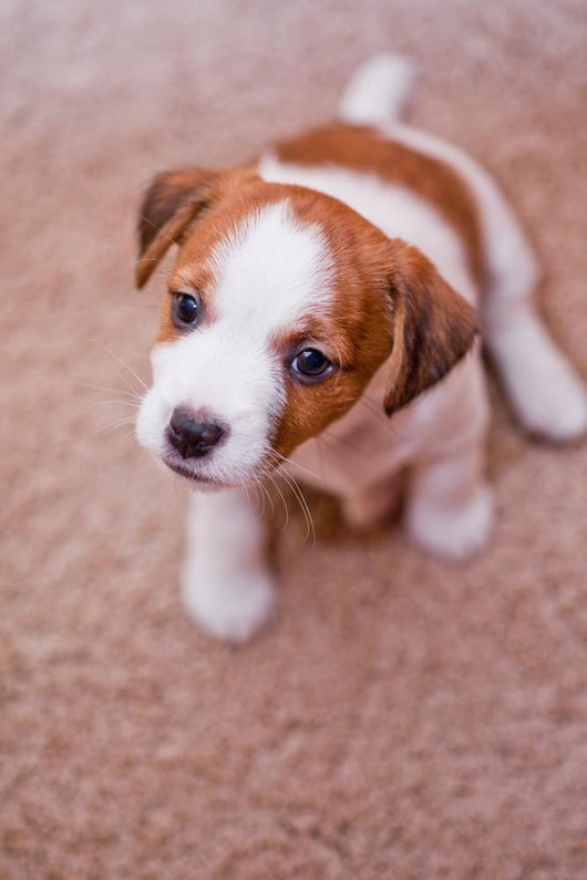 Puppy Jack Russell Terrier Wall Decal
