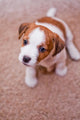 Puppy Jack Russell Terrier Wall Decal