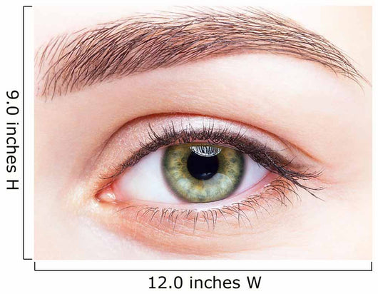 female eye zone and brows with day makeup Wall Mural