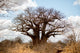 Baobab Tree Wall Decal