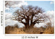 Baobab Tree Wall Mural
