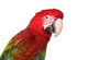 Green Wing Macaw Wall Decal