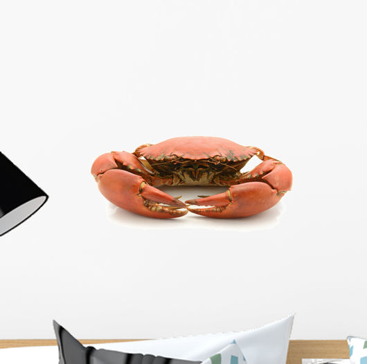 crab isolated on white background Wall Decal