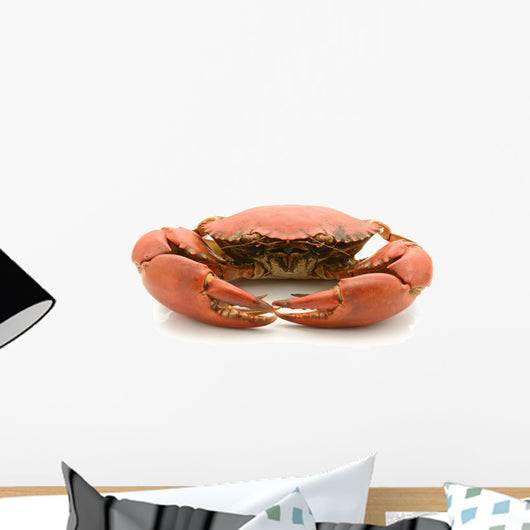 crab isolated on white background Wall Decal