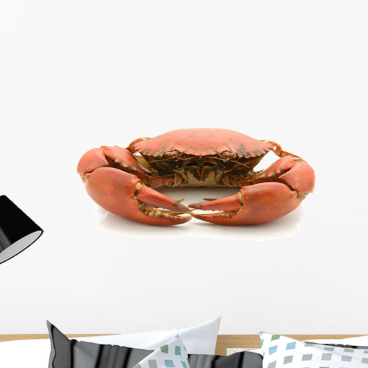 crab isolated on white background Wall Decal