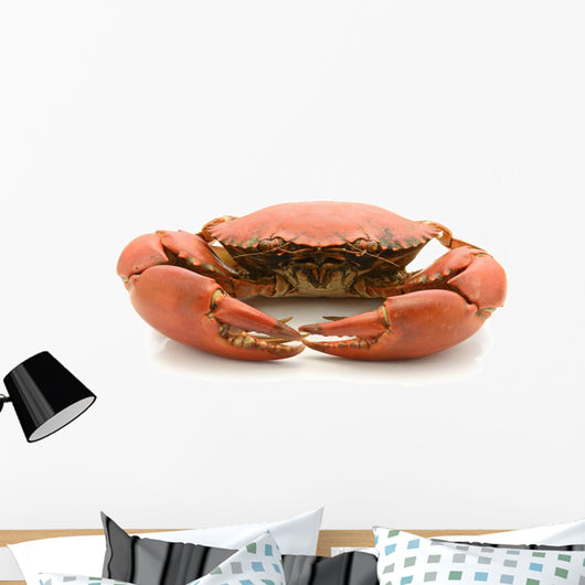 crab isolated on white background Wall Decal